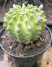 Cactus Echinopsis tubiflora