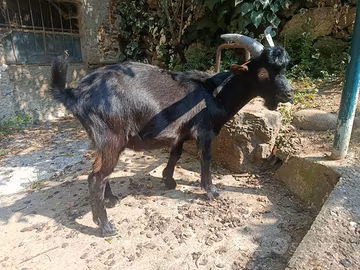 Becco (nero di verzasca x capra orobica)