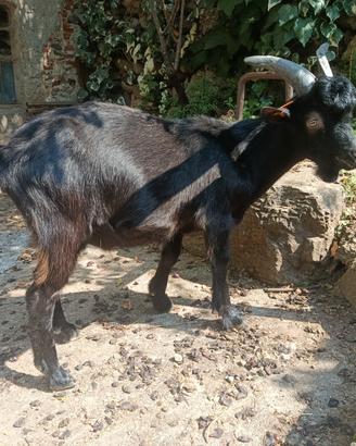 Becco (nero di verzasca x capra orobica)