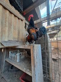 Gallo titino