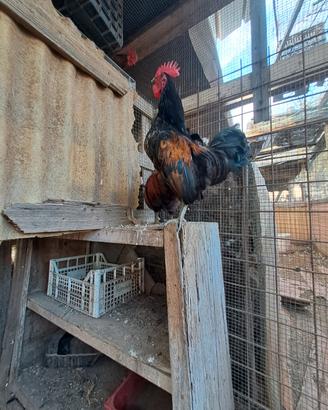 Gallo titino