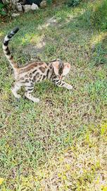 Cuccioli di gatto del Bengala
