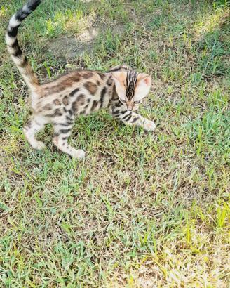 Cuccioli di gatto del Bengala