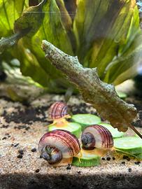 Lumache ampullarie viola striate