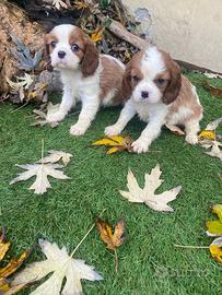 Cuccioli di cavalier King