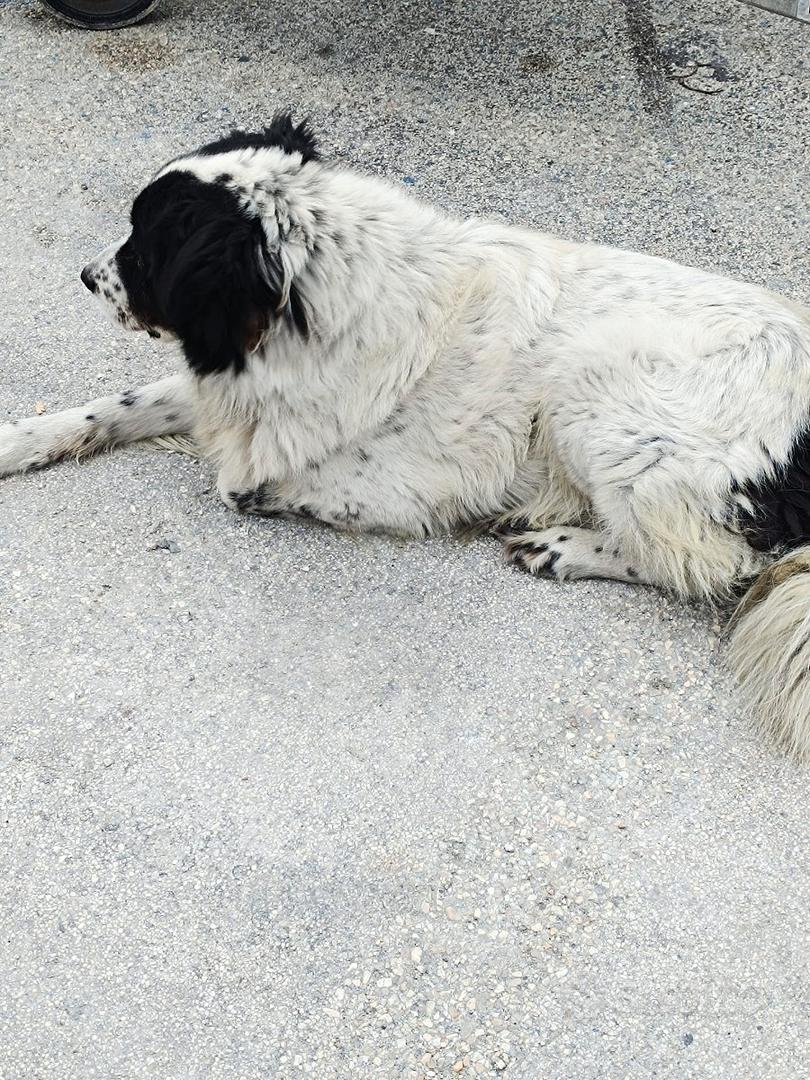 Cane, Thor, incrocio maremmano/border collie - Animali In regalo a Macerata