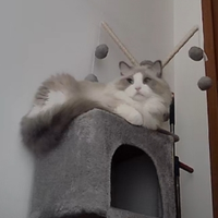 Ragdoll maschio Blue point disponibile per monta