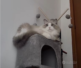 Ragdoll maschio Blue point disponibile per monta