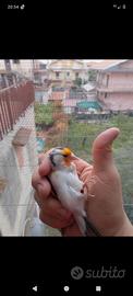 Cardellino