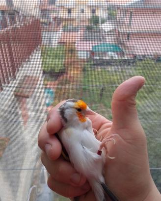 Cardellino
