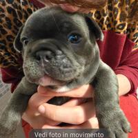 Bulldog francese