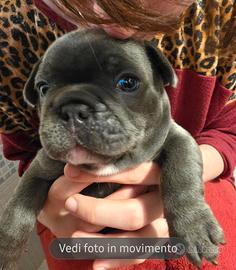 Bulldog francese