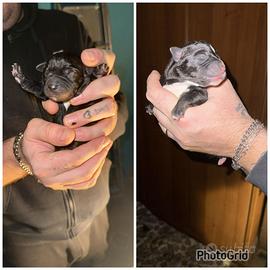 Cuccioli Amstaff incrocio pastore maremmano