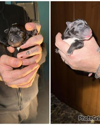 Cuccioli Amstaff incrocio pastore maremmano