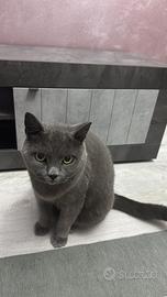 Gatto certosino 2 anni