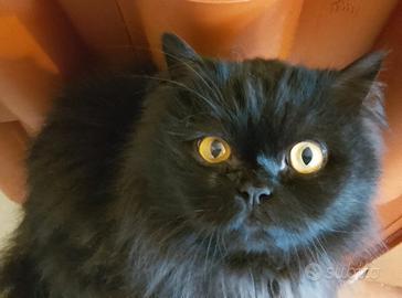 Gatto d angora adulto maschio