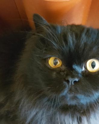 Gatto d angora adulto maschio