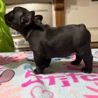 Cuccioli bouldogue francese