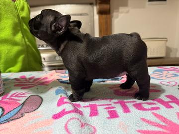 Cuccioli bouldogue francese
