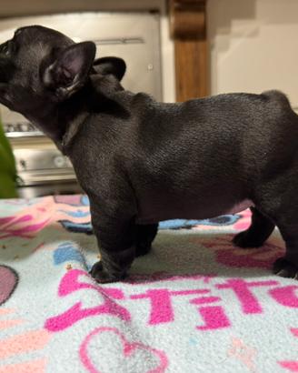Cuccioli bouldogue francese