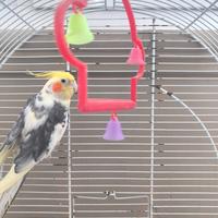 Disponibile calopsite maschio