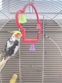 Disponibile calopsite maschio