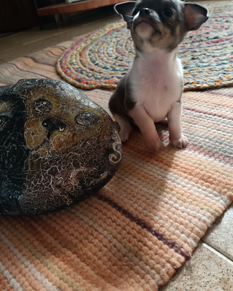 Due meravigliosi anime belle