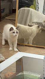 Cucciolo di Ragdoll Blue Bicolor