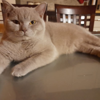 Maschio per accoppiamento