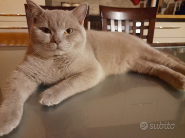 Maschio per accoppiamento