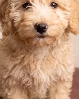 Cuccioli maltipoo