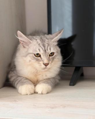 Cuccioli pura razza gatto siberiano ipoallergenico