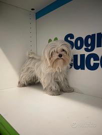 Maltese "mini toy" coreano disponibile subito