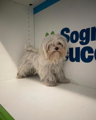 Maltese "mini toy" coreano disponibile subito