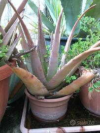 Aloe vera agave blu