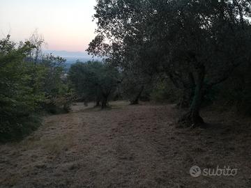 Terreno con rudere accatastato