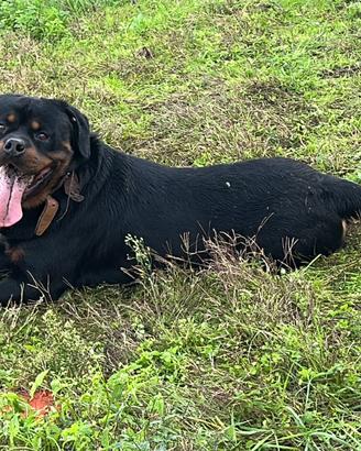 Disponibile rottweiler per monte