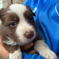 Cucciolo di Border collie?