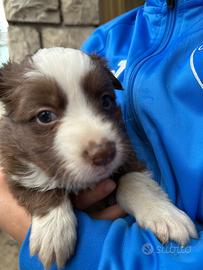Cucciolo di Border collie?