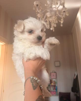 Cuccioli di maltese