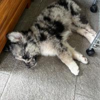 Cucciolo femmina pastore lagorai