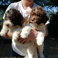 Cuccioli di Lagotto romagnolo puri