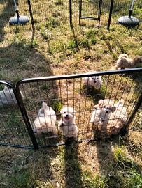 Maltipoo cuccioli 1°generazione pronta consegna