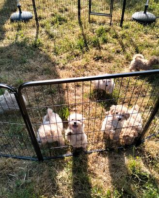 Maltipoo cuccioli 1°generazione pronta consegna