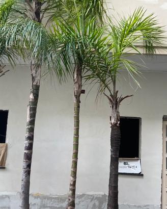 Piante cocos