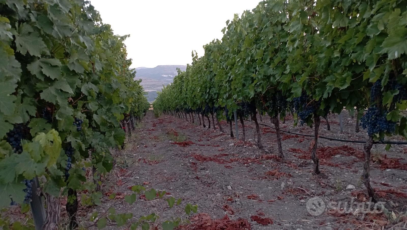 Tenuta Agricola 2,74 ha con Vigneto Produttivo e U - Vista 5