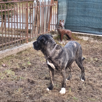 Cane corso