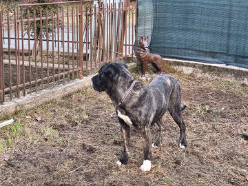 Cane corso