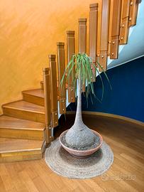 Beaucarnea recurvata grande 150cm