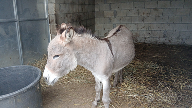 Asino sardo libretto verde